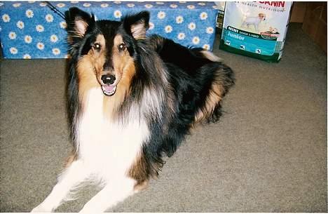 Collie langhåret Simba - sov sødt min skat! - Fotograferet af Royal Canin billede 7