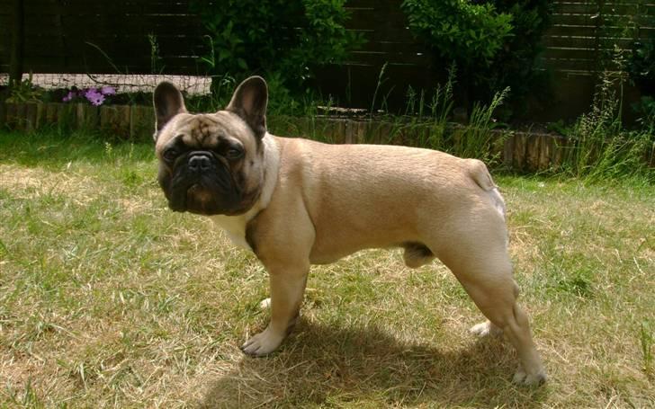 Fransk bulldog Kento billede 4