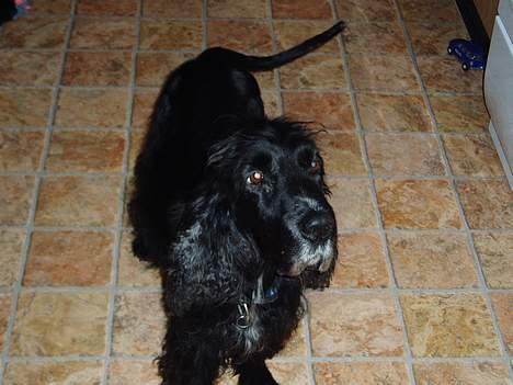 Cocker spaniel Tjego R.I.P - Se hvor tynd han var tilsidst... billede 3