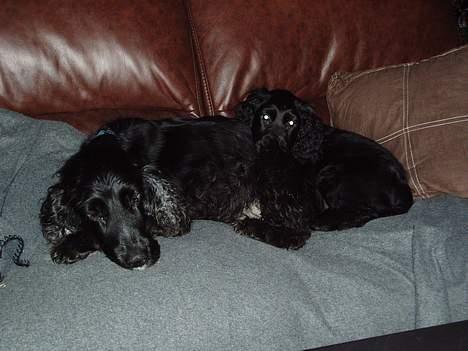 Cocker spaniel Tjego R.I.P - Her sammen med min afløser Lady... billede 4
