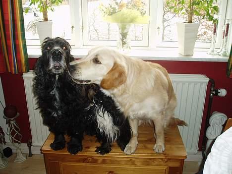 Cocker spaniel Tjego R.I.P - Her sammen med Mille... billede 6