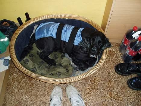 Cocker spaniel Tjego R.I.P - Den sidste tid måtte han have dækken på, ellers kunne han ik holde varmen... billede 7