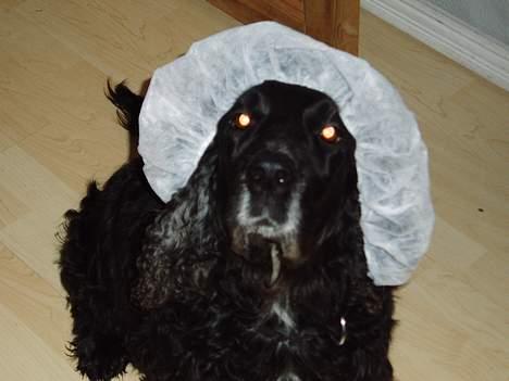 Cocker spaniel Tjego R.I.P - Typisk min mor at klæde mig ud.. billede 8