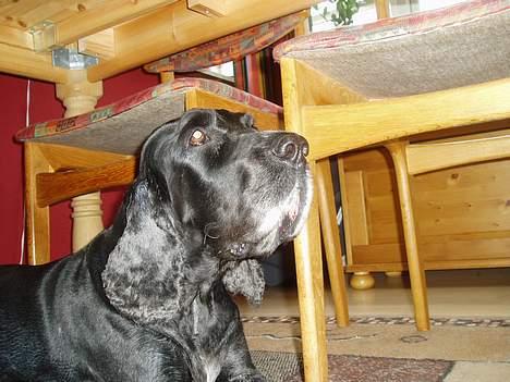 Cocker spaniel Tjego R.I.P - Så er jeg blevet sommeklippet... Jeg svedte da jeg var ungrer.. billede 9