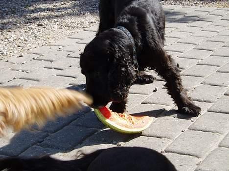 Cocker spaniel Tjego R.I.P - Her igang med at spise vandmelon... billede 10