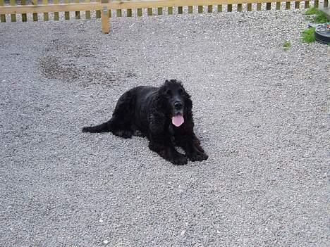 Cocker spaniel Tjego R.I.P - Folt doggy... billede 11