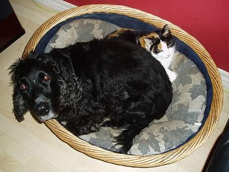 Cocker spaniel Tjego R.I.P - Hva er der ik lige plads til mig, siger sinamis.. billede 12
