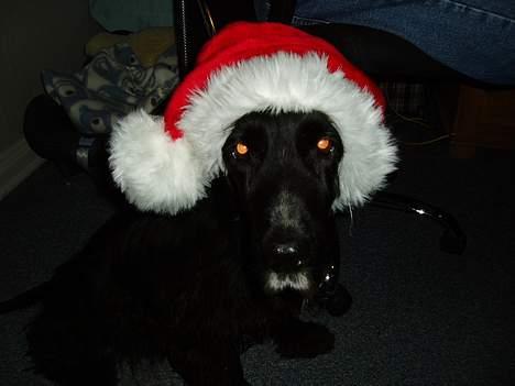 Cocker spaniel Tjego R.I.P - Den sidste jul Tjego fik 2006... billede 14