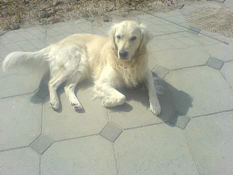 Golden retriever Esbjørn billede 8