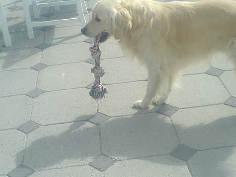 Golden retriever Esbjørn billede 9
