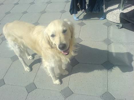 Golden retriever Esbjørn billede 10