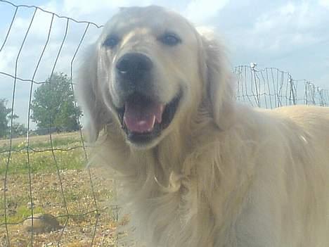 Golden retriever Esbjørn billede 11