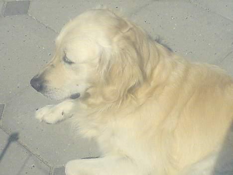 Golden retriever Esbjørn billede 12
