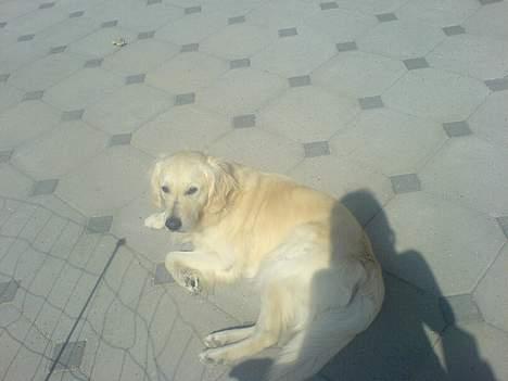 Golden retriever Esbjørn billede 13