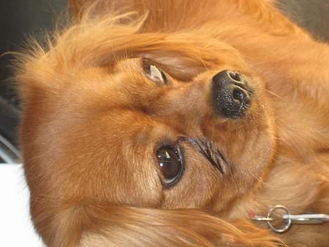 Cavalier king charles spaniel Donna billede 5