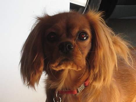 Cavalier king charles spaniel Donna billede 6