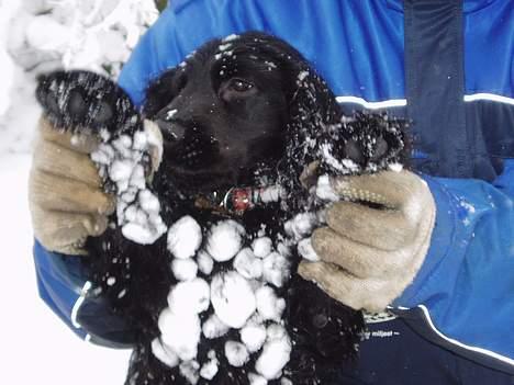 Cocker spaniel Lady - Puha jeg har da hvis fået snebolde unger mine ben... billede 19