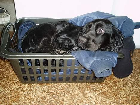Cocker spaniel Lady - Shhh stille min mor må ik vide jeg ligger i vasketøjet.. billede 20