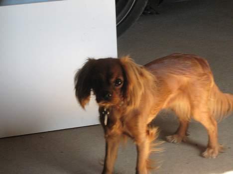 Cavalier king charles spaniel Donna billede 7