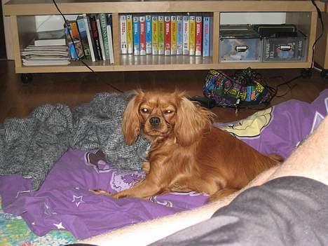 Cavalier king charles spaniel Donna billede 8