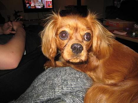 Cavalier king charles spaniel Donna billede 10