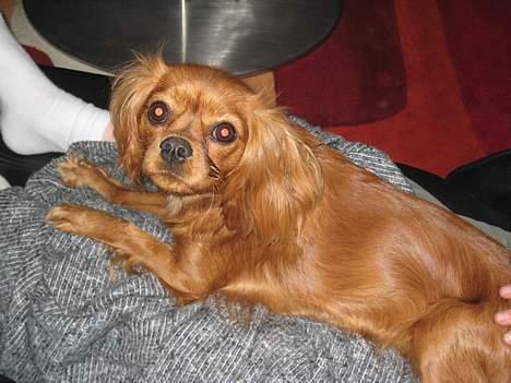 Cavalier king charles spaniel Donna billede 11