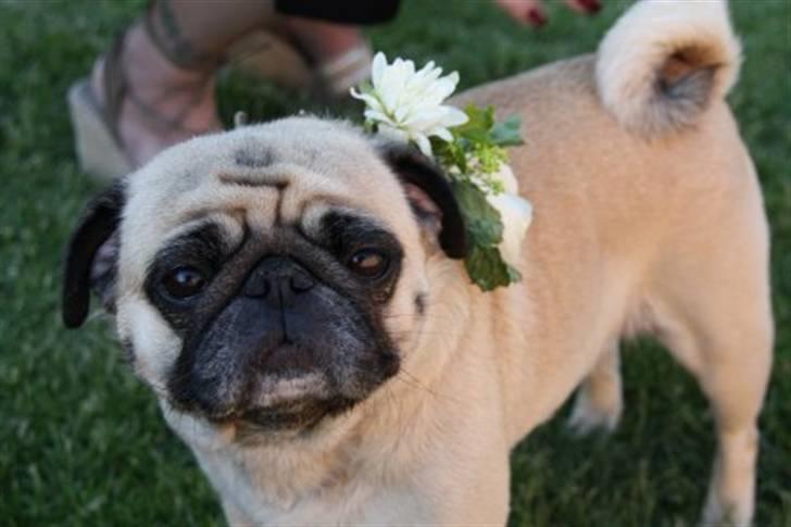 Mops Fiona - Fiona til Bryllup billede 14