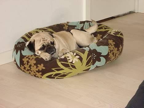 Mops Fiona billede 15