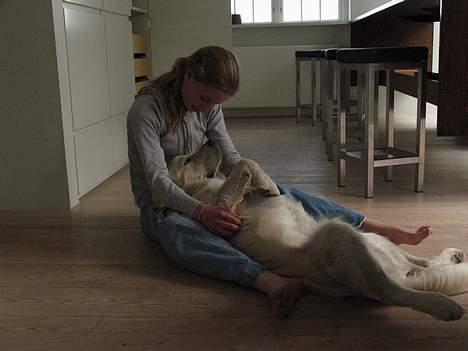 Golden retriever Hannibal Risager - mig og Hannibal hygger..Han er en rigtig lille kælepot..heh billede 14
