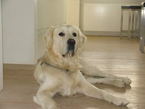 Golden retriever Hannibal Risager billede 15