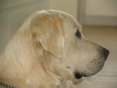 Golden retriever Hannibal Risager billede 16