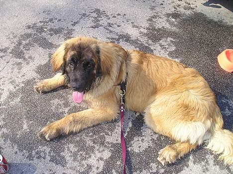 Leonberger Weika`s Hess - her har jeg lige drukket vand... som en rigtig leonberger ;o) billede 9