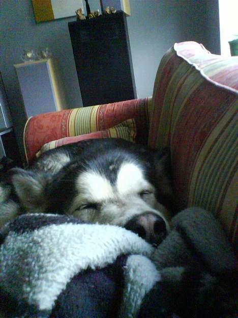 Alaskan malamute Xenobia billede 16