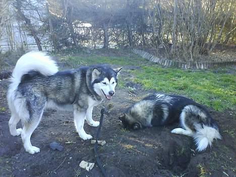 Alaskan malamute Xenobia billede 17