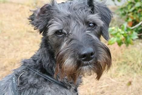 Blanding af racer Rikie billede 5