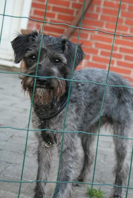 Blanding af racer Rikie billede 6