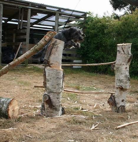 Blanding af racer Rikie billede 7