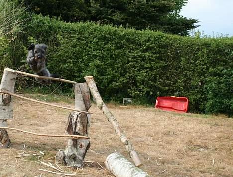 Blanding af racer Rikie - Min lille spring hest <3 billede 8