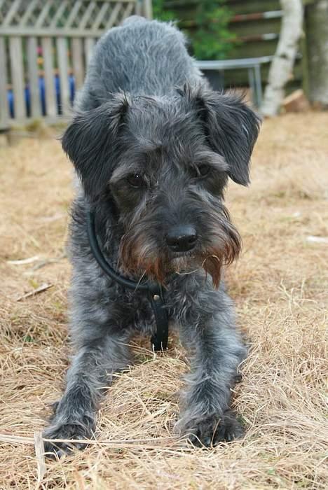 Blanding af racer Rikie billede 9