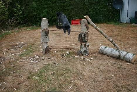 Blanding af racer Rikie billede 10