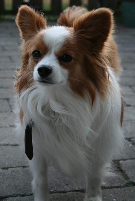 Papillon Jojo - Tjek lige det sommerfugle mønster i ansigtet :-). billede 8