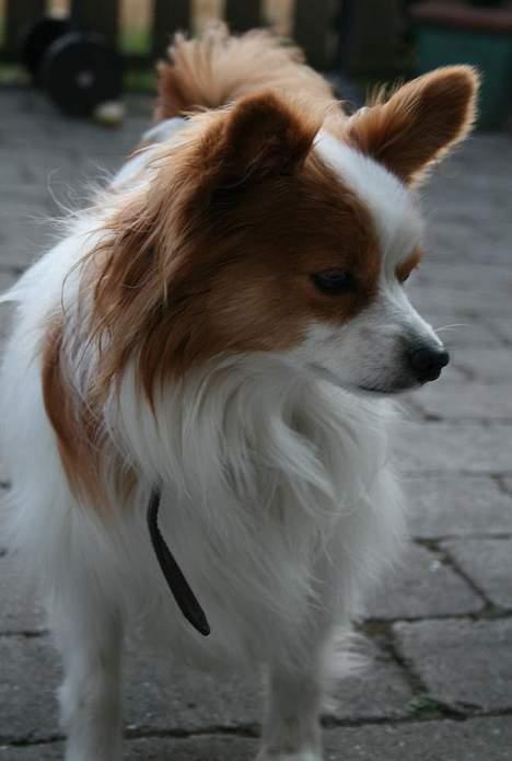 Papillon Jojo - Sommerfuglen *G* billede 9