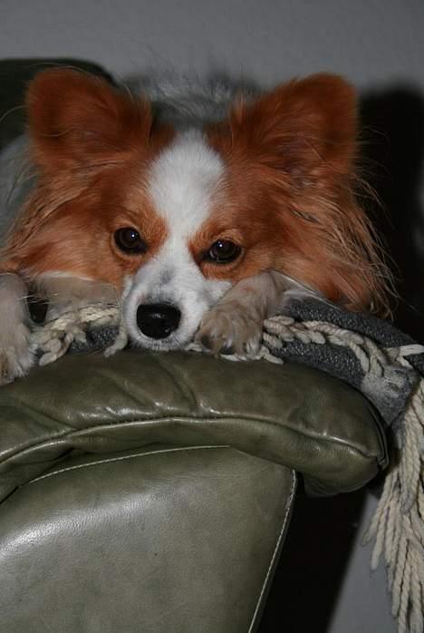 Papillon Jojo - Han er nu meget sød - altså når han sover :-D. billede 10