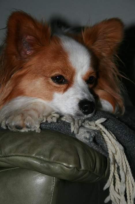 Papillon Jojo - Han er da ikke til at stå for? <3 billede 11