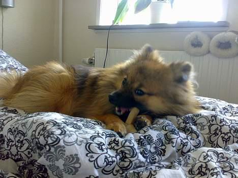 Pomeranian Tyson, Sov godt Skat <3 R.I.P billede 9
