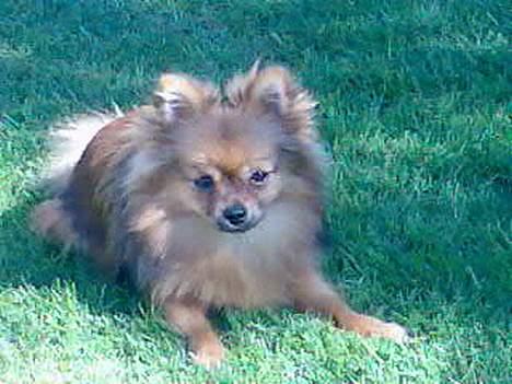 Pomeranian Perle billede 7