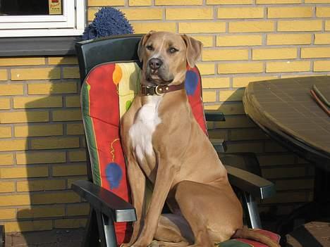 Blanding af racer Malou - Sidder lige og nyder solen. billede 12