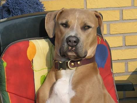 Blanding af racer Malou - Jeg ved ikke om jeg vil kigge, det kan jo være jeg skal gå ned. billede 13