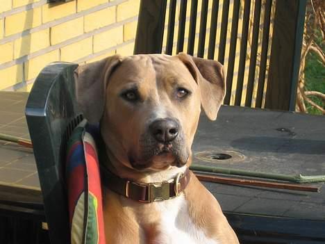 Blanding af racer Malou billede 14