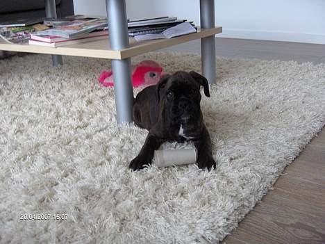 Boxer Ozzie billede 10